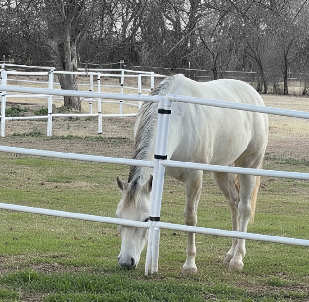 Modular Horse Corral Portable Panel Fencing: (Liberty 12 Panels; 3 Rails)
