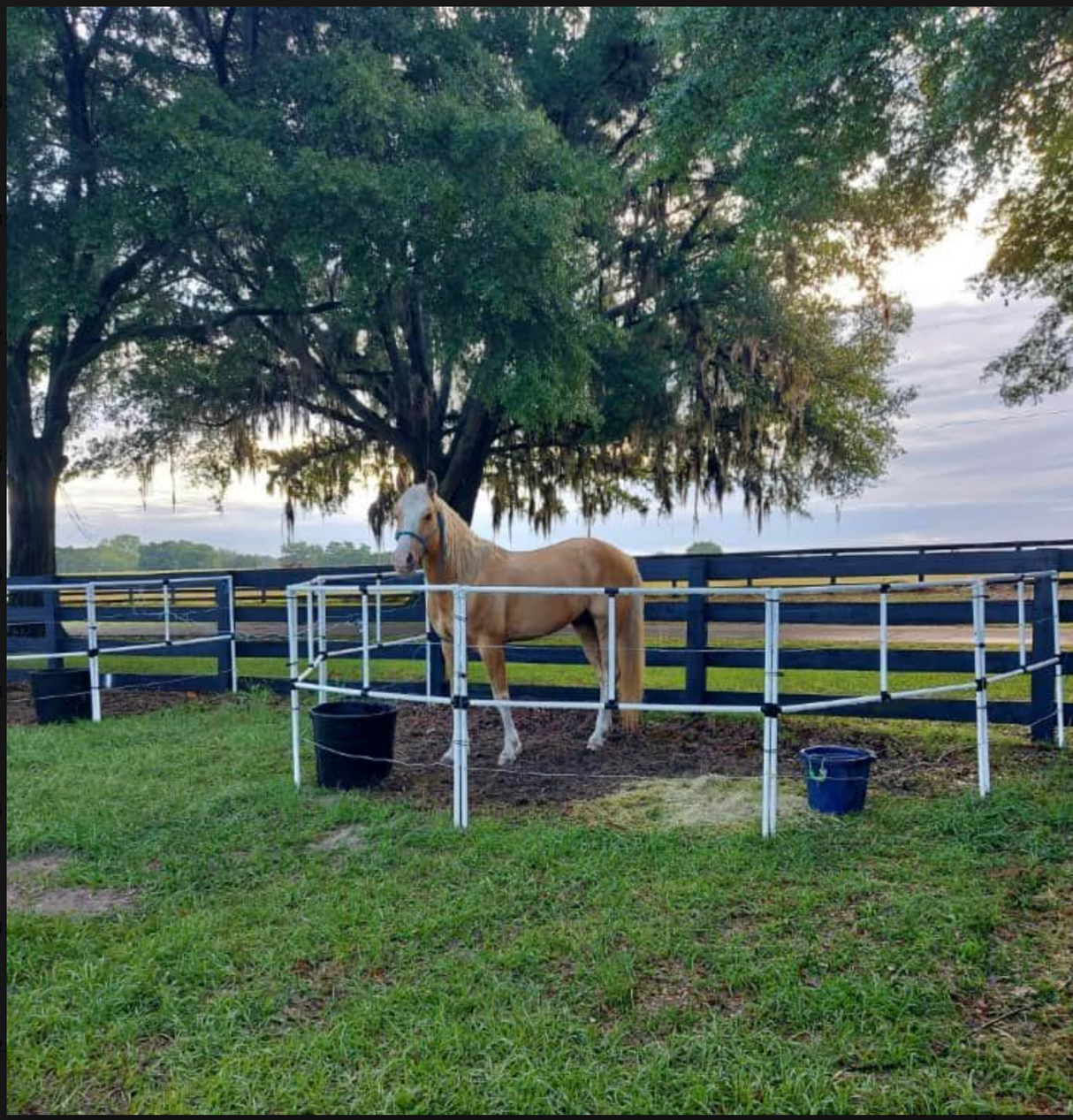 Ready Made Portable Electric Horse Corral Fencing: (Electric EconoLine 6 Panels; 2 Rails)