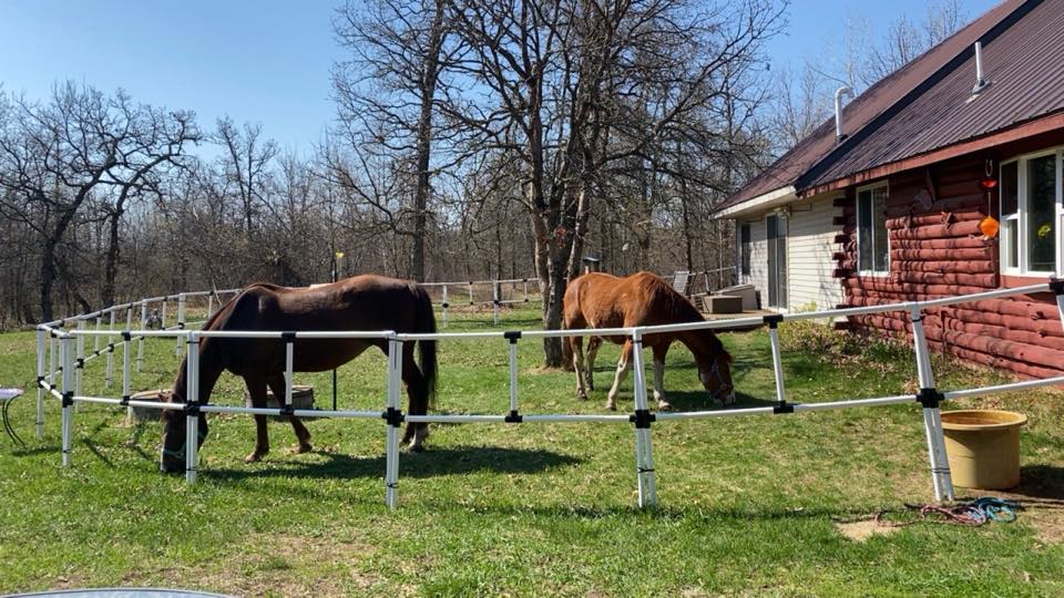 Two horses grazing in a fenced area with a house and trees in the background.