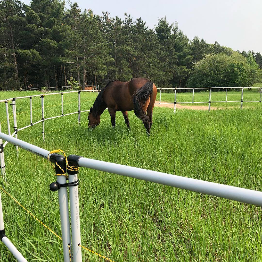 Portable electric horse corral with 12 panels and 2 rails, featuring a brown horse grazing in tall green grass.