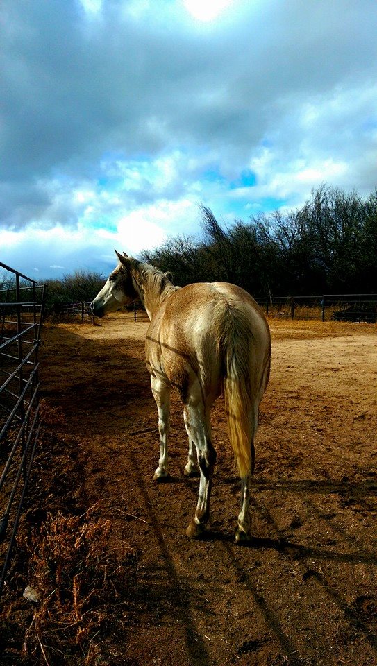 Muddy Mare