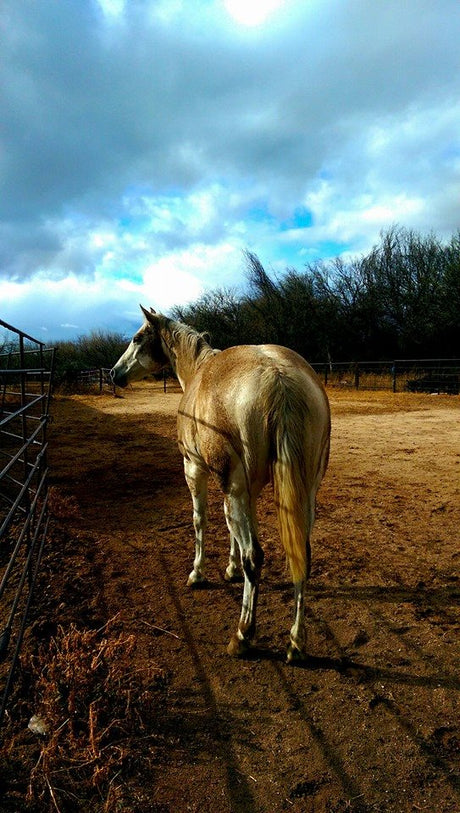 Muddy Mare