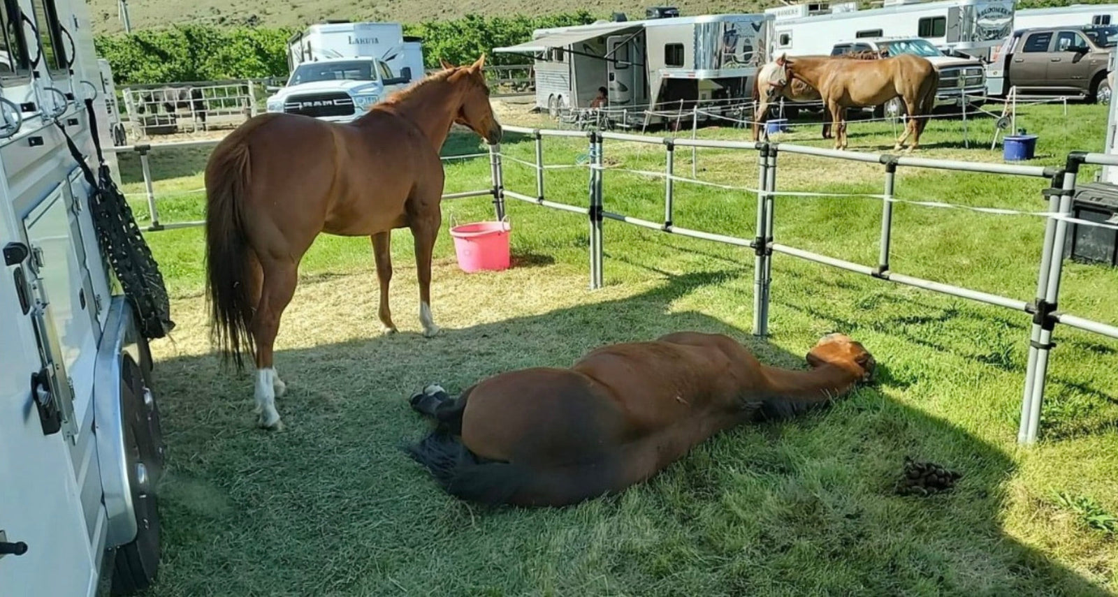 Why Your Horse’s Rest Is Our Top Priority