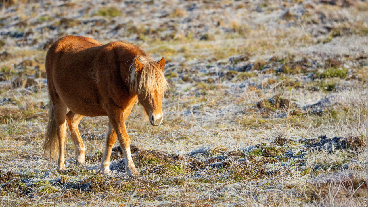 How to Protect Your Pasture This Winter