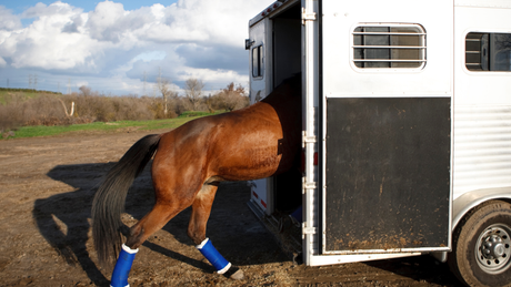 Is Your Horse Stressed on the Trailer?