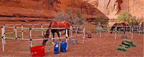 EHV-1 Outbreaks & Biosecurity