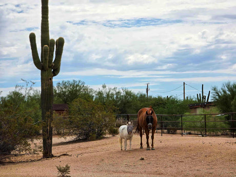 Embrace The Chaos, But Be Prepared!