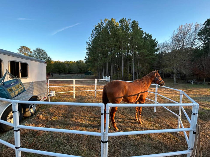 Modular horse corral with 10 white 3 rail panels and a red horse standing inside, set in a grassy area with trees.